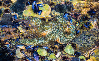 A sea star and urchins sit in a tide pool in Glacier Bay National Park