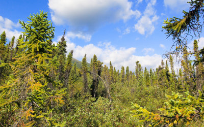 The Boreal Forest around Circle Lake in Gates of the Arctic National Park