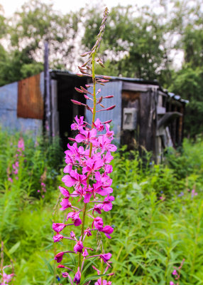 Fireweed blooms in Old Bettles Alaska