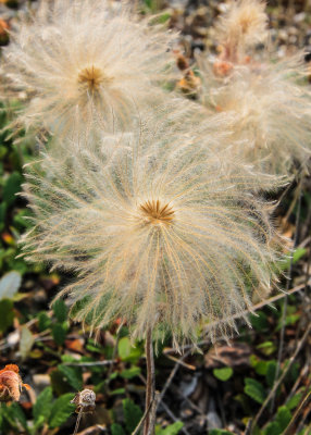 Arctic Cotton in Old Bettles Alaska