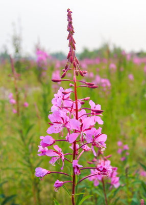 Fireweed blooming in a field in Old Bettles Alaska