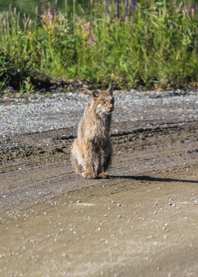 A Lynx on the Park Road in Denali National Park
