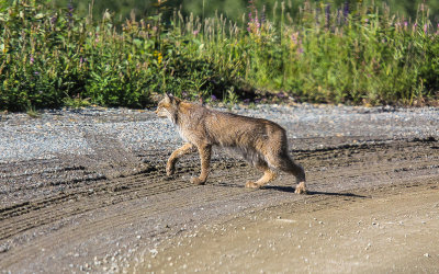 A Lynx walks off of the Park Road in Denali National Park