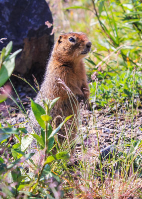 Arctic Ground Squirrel in Denali National Park