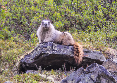 Hoary Marmot in Denali National Park