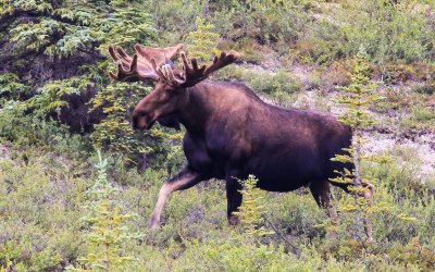 Bull Moose near Wonder Lake along the park Road in Denali National Park