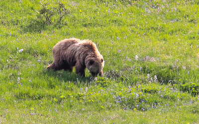 A Grizzly Bear forages for food in Denali National Park