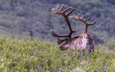 A Caribou grazes near the Savage River Checkpoint leading to the restricted area on the Park Road in Denali National Park