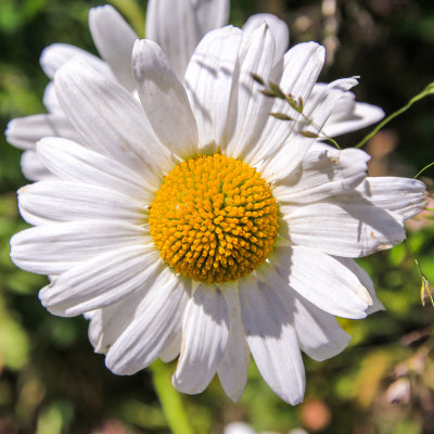 A Daisy in Denali National Park