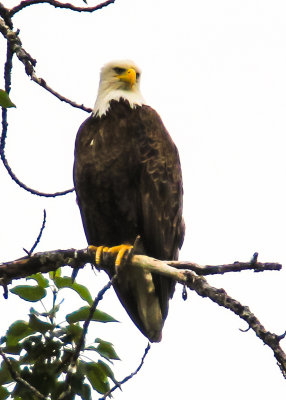 Bald Eagle high up in a tree along the Chulitna River