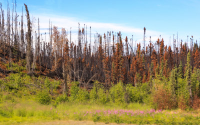 Damage from one of the many fires burning in Alaska