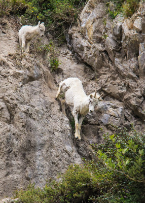 Dall sheep come down off of a cliff along the Seward Highway