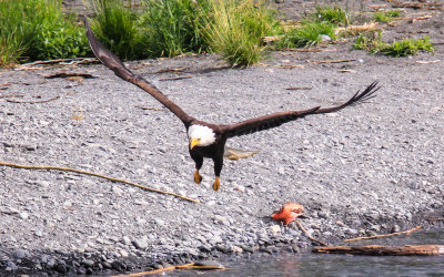 A Bald Eagle misses its pickup on the Kenai River off of the Sterling Highway