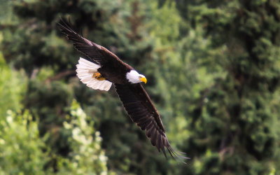 A Bald Eagle sores over the Kenai River