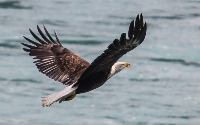 A Bald Eagle in flight over the Kenai River