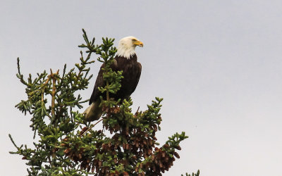 A Bald Eagle on a spruce perch overlooking the Kenai River