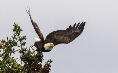 A Bald Eagle takes flight from its perch over the Kenai River