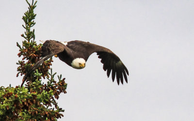 A Bald Eagle glides down to the Kenai River