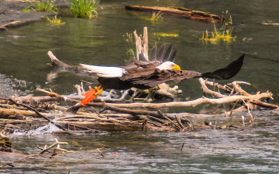 A Bald Eagle grabs a fish from the Kenai River