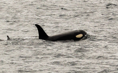 An Orca Whale near Harbor Island in Kenai Fjords National Park