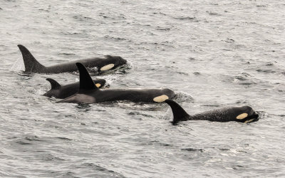 A pod of Orca Whales in Kenai Fjords National Park