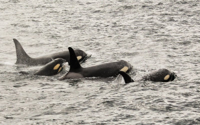 A family of Orca Whales in the waters of Kenai Fjords National Park