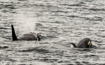 Orca Whales in Kenai Fjords National Park