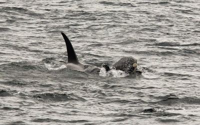 An adult Orca Whale lifts a young whale in Kenai Fjords National Park