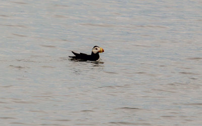 A Horned Puffin in the waters of Kenai Fjords National Park