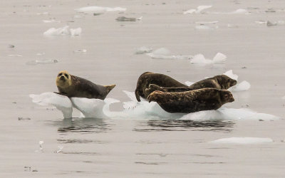 A Harbor Seal rests on her own pedestal of ice in Kenai Fjords National Park