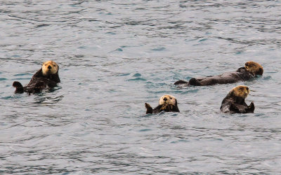 Sea Otters rest in the waters of Kenai Fjords National Park