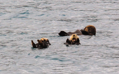 Sea Otters in Aialik Bay in Kenai Fjords National Park