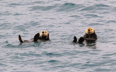 Sea Otters watch our boat go by in Kenai Fjords National Park
