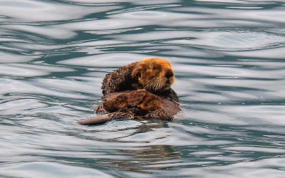 A Sea Otter sleeps in Aialik Bay in Kenai Fjords National Park