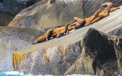 Harbor Seals sun themselves on a flat self in Kenai Fjords National Park