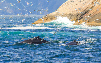 Humpback Whales off the coast of the Aialik Peninsula in Kenai Fjords National Park