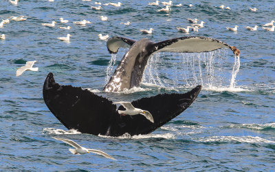 Humpback Whales fluking in Kenai Fjords National Park