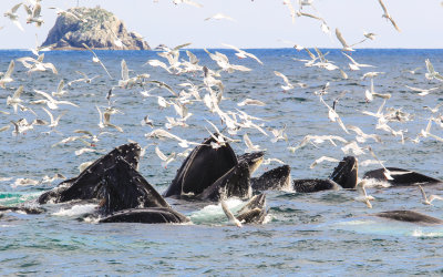 # 1 - Humpback Whales bubble net feeding near Cheval Island in Kenai Fjords National Park