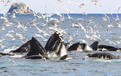 # 2 - Humpback Whales bubble net feeding in Kenai Fjords National Park