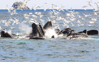 # 4 - Humpback Whales bubble net feeding in Kenai Fjords National Park