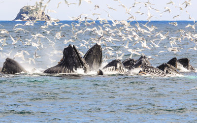 # 5 - Humpback Whales bubble net feeding in Kenai Fjords National Park