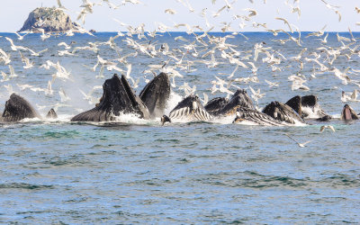 # 6 - Humpback Whales bubble net feeding in Kenai Fjords National Park