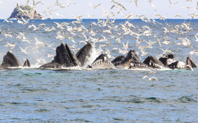 # 7 - Humpback Whales bubble net feeding in Kenai Fjords National Park