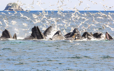 # 8 - Humpback Whales bubble net feeding in Kenai Fjords National Park