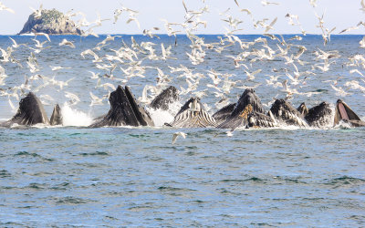 # 9 - Humpback Whales bubble net feeding in Kenai Fjords National Park