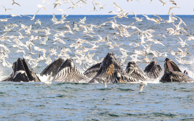 #10 - Humpback Whales bubble net feeding in Kenai Fjords National Park