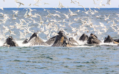 #11 - Humpback Whales bubble net feeding in Kenai Fjords National Park