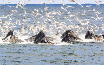 #12 - Humpback Whales bubble net feeding in Kenai Fjords National Park