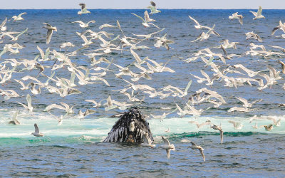 #14  A single Humpback Whale remains above water after bubble net feeding in Kenai Fjords National Park