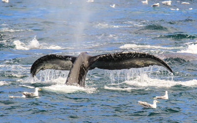 A Humpback Whale flukes in Kenai Fjords National Park